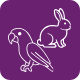 Parrot and Rabbit